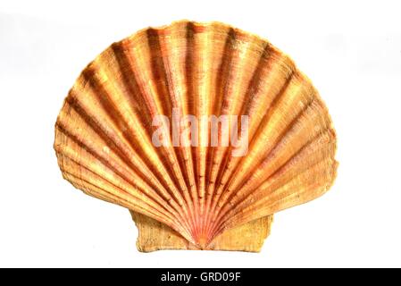 Pilger Jakobsmuschel Pecten Jacobaeus Nahaufnahme Stockfoto