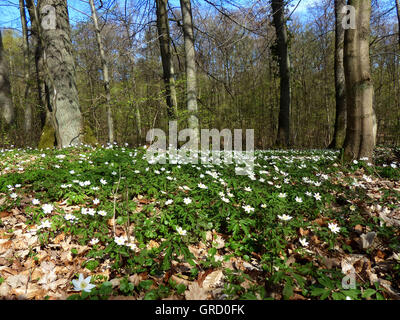 Weiße Anemonen im Wald Stockfoto