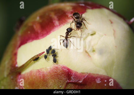 Zwei Ameisen und einige Läuse auf eine Knospe von Pfingstrose Blume Stockfoto