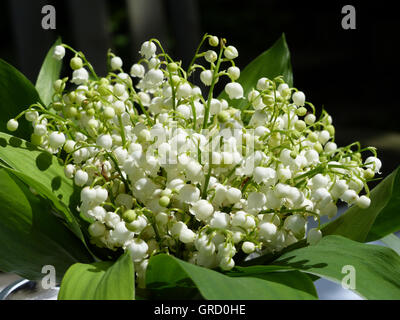 Maiglöckchen, Hochzeit Bouquet Stockfoto