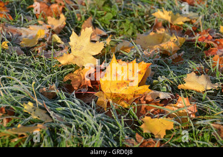 Gelbe herbstliche Laub im frostigen Grass, Ahorn-Blätter Stockfoto