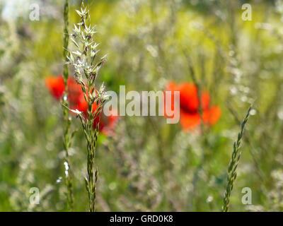 Gräser und roter Mohn im Hintergrund auf der Sommerwiese Stockfoto