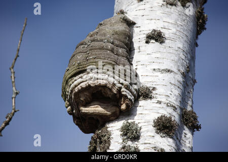 Großer baumpilz auf einer Birke Stamm Stockfoto