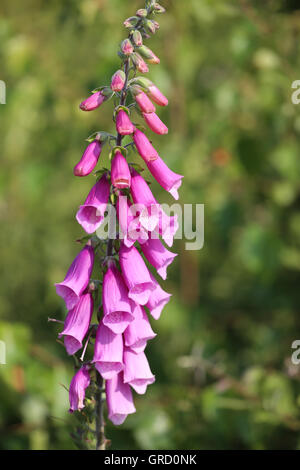 Blühende Fingerhut, Digitalis Purpurea Stockfoto