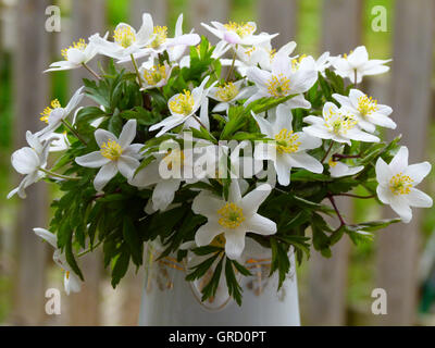 Reihe von weißen Anemonen In der Vase Stockfoto