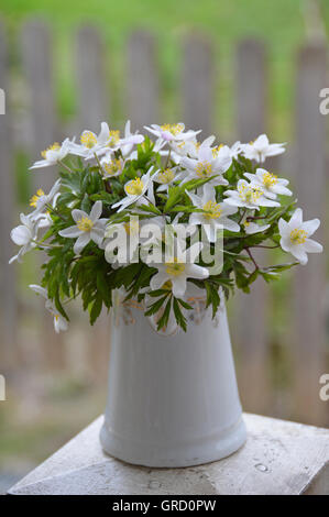 Reihe von weißen Anemonen In der Vase Stockfoto