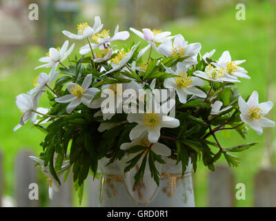 Reihe von weißen Anemonen In der Vase Stockfoto