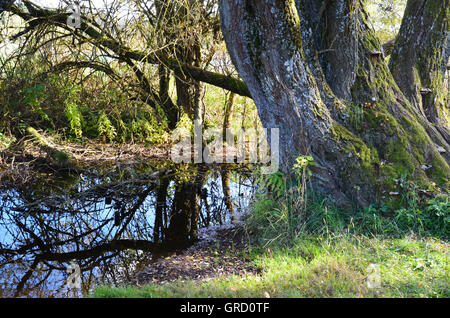 Natürliche Schönheit In Schwenningen Moos, alten Baum auf dem Wasser, Villingen Baden-Württemberg, Deutschland, Europa Stockfoto