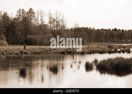 Renaturierung im Schwenninger Moos, Baden-Württemberg, Deutschland, Europa Stockfoto