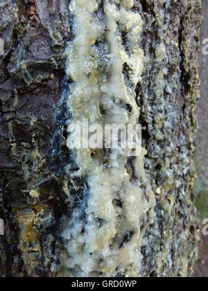 Log mit Baumharz Stockfoto