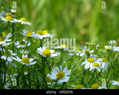 Blühende Kamille, Matricaria Chamomilla Stockfoto