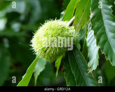 Edelkastanie In ihrer stacheligen Schale auf dem Baum Stockfoto