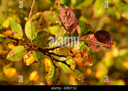 Buntes Herbstlaub auf den Zweigen Stockfoto