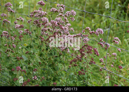 Oregano Stockfoto