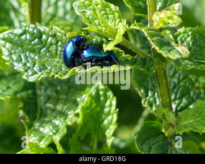 Zwei blaue glänzende metallische Käfer während der Paarung auf Zitronenmelisse Blätter, breite Wicker-Käfer Stockfoto