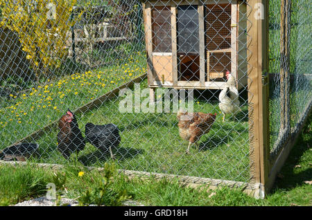 Glücklichen Hühnern im Outdoor-Gehäuse, Hühner im Garten halten Stockfoto