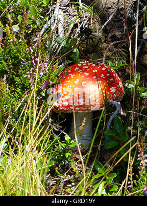 Fliegenpilz zwischen Grass im Wald Stockfoto