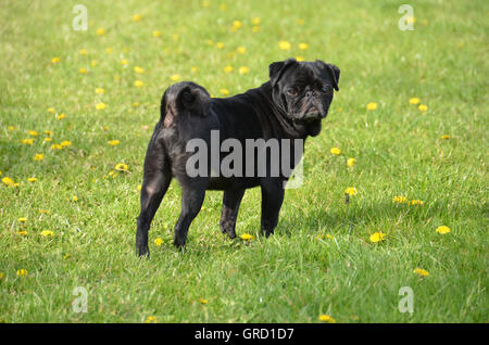 Schwarze Mops Oscar wartet auf einer Wiese und würde gerne einen Spaziergang Stockfoto