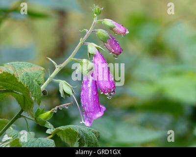 Gemeinsamen Fingerhut, Digitalis Purpurea Stockfoto
