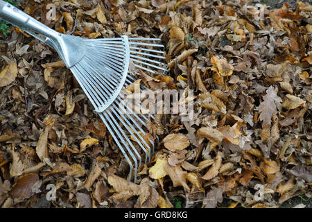 Haufen von Blättern mit einer Harke, Gartenarbeit im Herbst Stockfoto