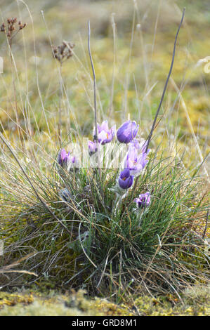 Wilde Küchenschellen, Pulsatilla Vulgaris Stockfoto