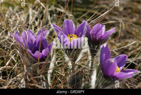 Wilde Pasqueflowers unter Schutz, Pulsatilla Stockfoto