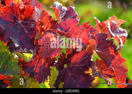 Herbst im Weinbau Bezirk Rhinehesse Stockfoto