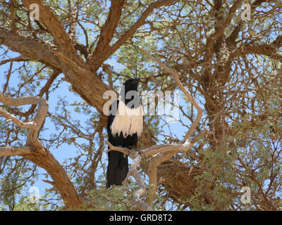 Pied Crow Corvus Albus auf Shepherd S Baum, Boscia Albitrunca, Afrika Stockfoto