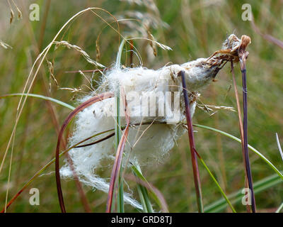 Grasbüschel Wollgras Wollgras Vaginatum im Moor Stockfoto