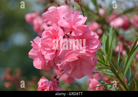 Rosa Oleander blühen Stockfoto