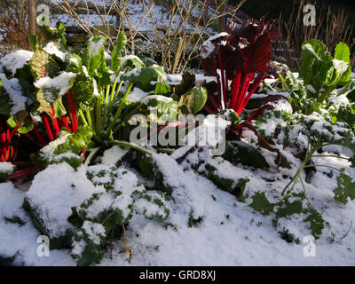 Mangold In der erste Schnee, Beta Vulgaris Stockfoto