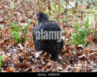 Araucana-Henne im Herbst Laub, Ansicht von hinten Stockfoto