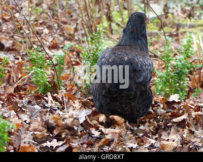 Araucana-Henne im Herbst Laub, Ansicht von hinten Stockfoto