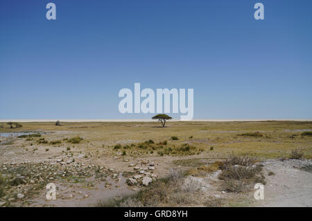Etosha-Pfanne, Namibia Stockfoto