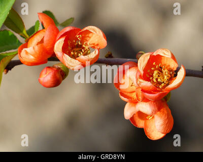 Ornamentale Quitte, Blüten, Chaenomeles Stockfoto