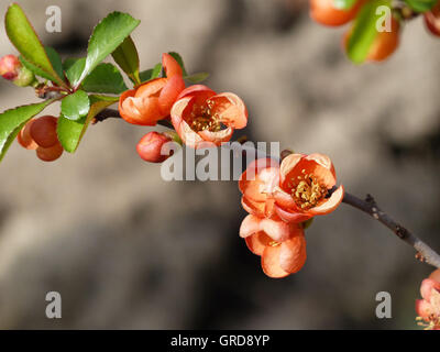 Ornamentale Quitte, Blüten, Chaenomeles Stockfoto