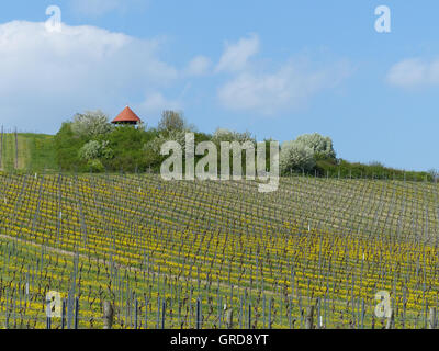 Weinbau-Bezirk Rhinehesse im Frühjahr Stockfoto