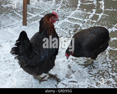 Zwei schwarze Hühner im Schnee Stockfoto