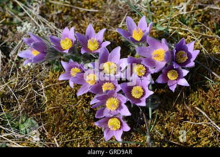 Wilde Pasqueflowers unter Schutz, Pulsatilla Stockfoto