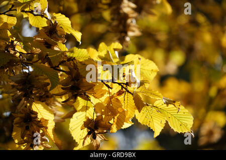 Goldene Herbst-Buche verlässt, Buche Zweig im Gegenlicht Stockfoto