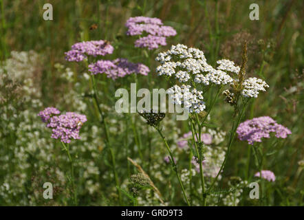 Weiß und rosa gemeinsame Schafgarbe auf einer Wiese, Achillea Millefolium Stockfoto