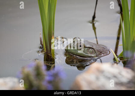 Bullfrog mit nur Kopf ragte aus Teich in Missouri Stockfoto