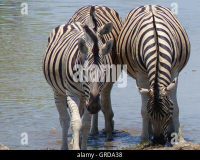 Zwei Zebras stehen im Wasser und trinken Stockfoto