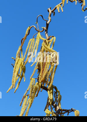 Blühende Hazel Hazel mit Pollen zu Allergenen Korkenzieher Stockfoto