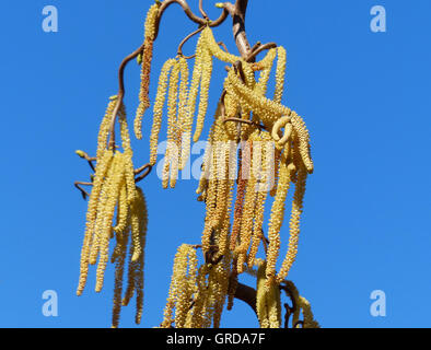 Blühende Hazel Hazel mit Pollen zu Allergenen Korkenzieher Stockfoto