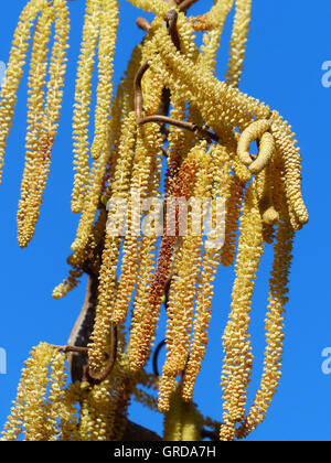 Blühende Hazel Hazel mit Pollen zu Allergenen Korkenzieher Stockfoto