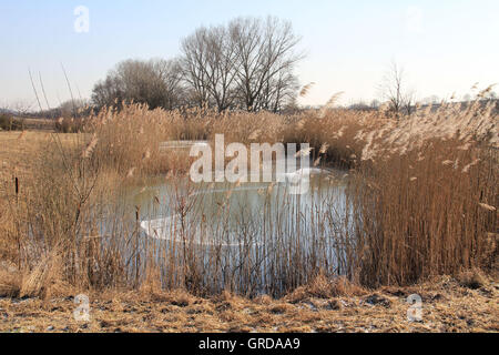 Biotop im Winter Stockfoto