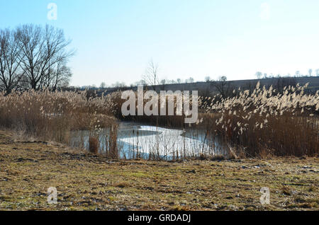 Biotop In der kalten Jahreszeit Stockfoto