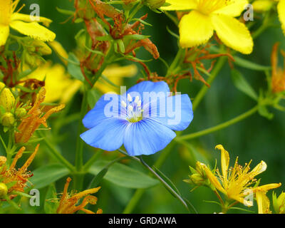 Lein, Linum Narbonense und St. John S Wort, Hypericum Stockfoto