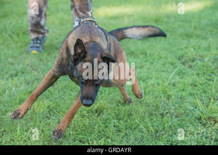 Polizei K9 Malinois Hund im training Stockfoto